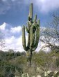 Saguaro cactus