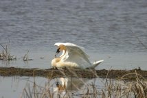 Trumpeter swan