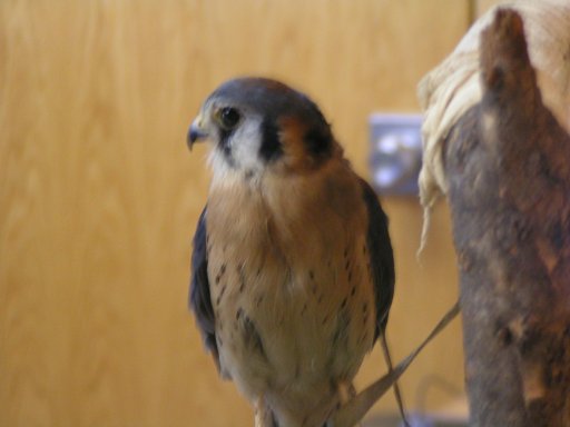 Kestrel