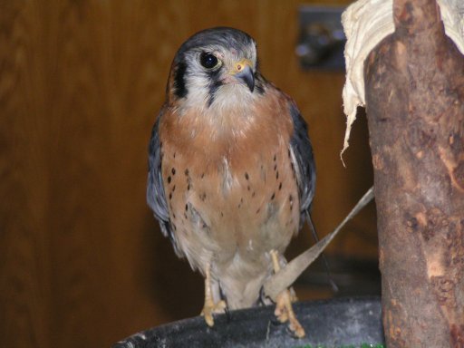 Kestrel