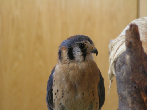 Kestrel