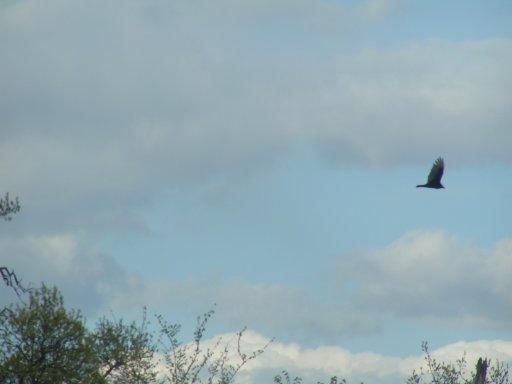 Turkey vulture