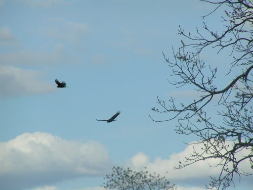 Turkey vultures