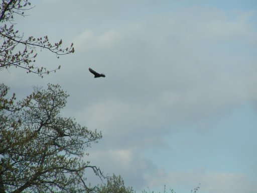 Turkey vulture