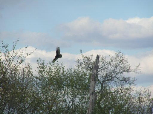 Turkey vulture