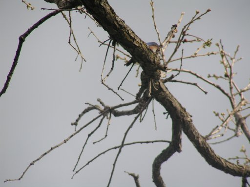 Quarry Hill bluebird