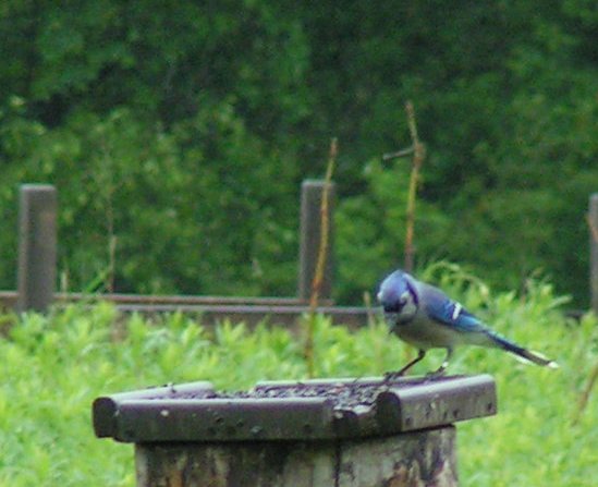 Blue jay