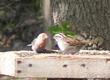 House finch, white-throated sparrow