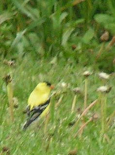 Goldfinch