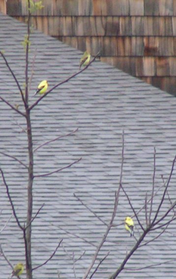 Goldfinches