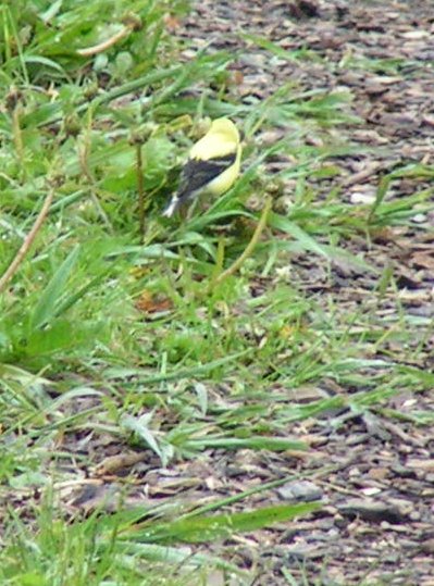 Goldfinch