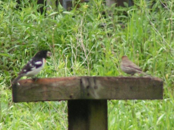 Rose-breasted grosbeak & friend