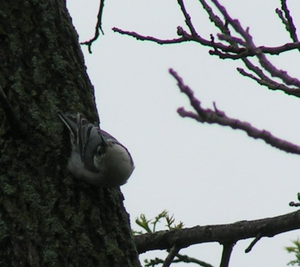 Nuthatch