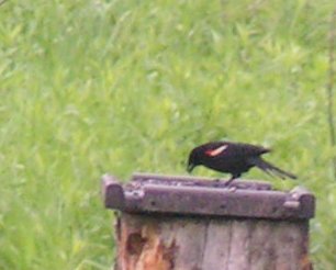 Red-winged blackbird