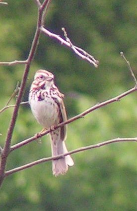 Song sparrow