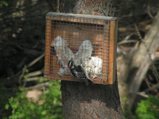 Male downy woodpecker