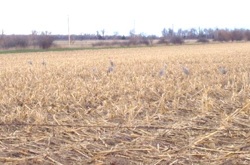 Sandhill cranes