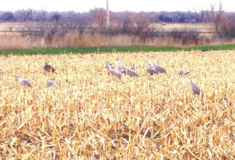 Sandhill cranes