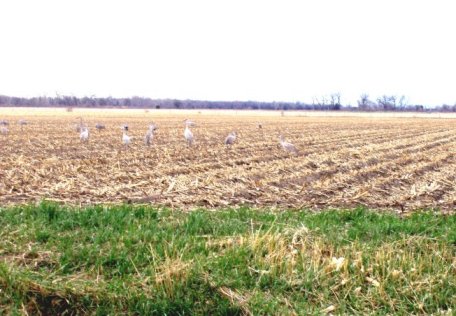 Sandhill cranes