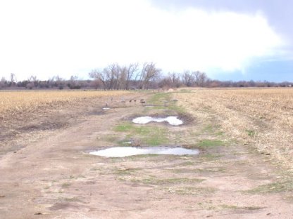 Sandhill cranes