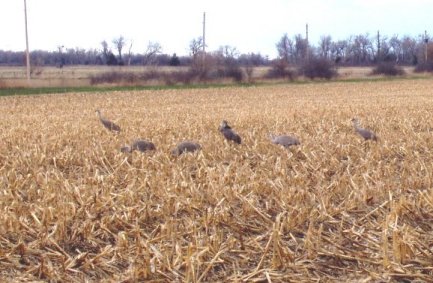 Sandhill cranes