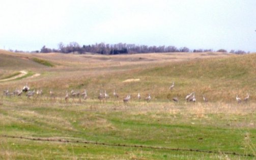 Sandhill cranes