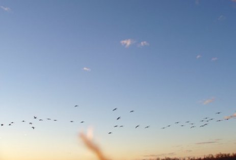 Sandhill cranes in flight