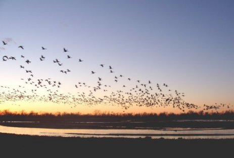 Sandhill cranes in flight