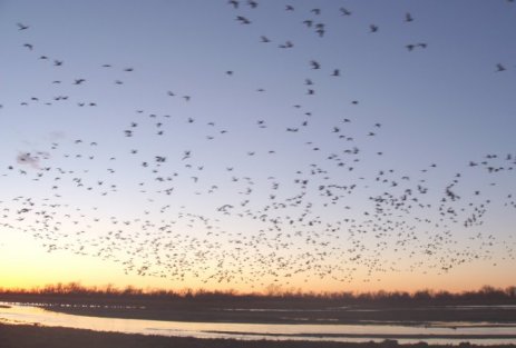 Sandhill cranes in flight