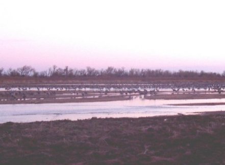 Sandhill cranes