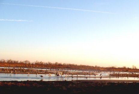 Sandhill cranes