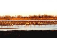 Sandhill cranes