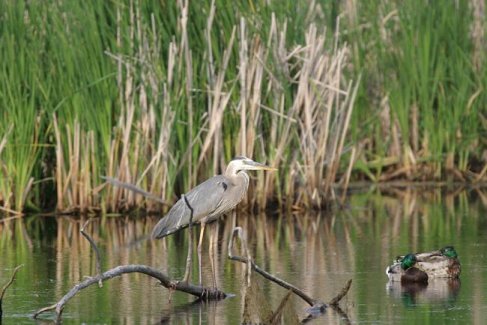 Breat Blue Heron with mallards