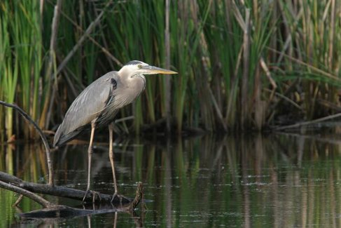 Great Blue Heron