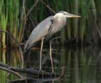 Great Blue Heron