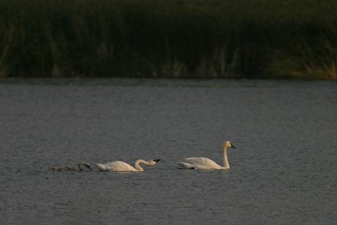 Trumpeter family