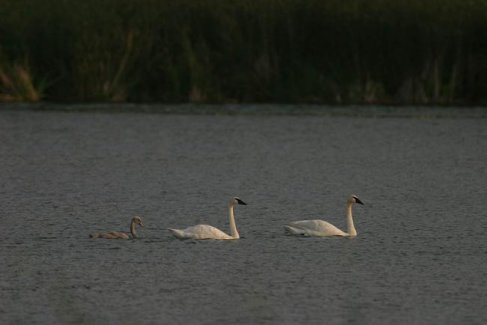 Trumpeter family