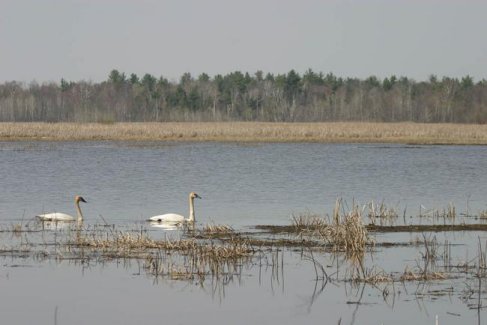 Trumpeter Swan pair