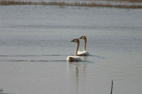 Trumpeter pair