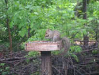 Squirrel on feeder