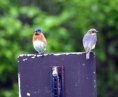 Bluebird pair