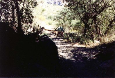 Cougar in the shadows