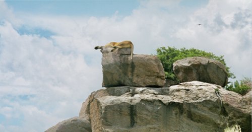 Lion on the rock