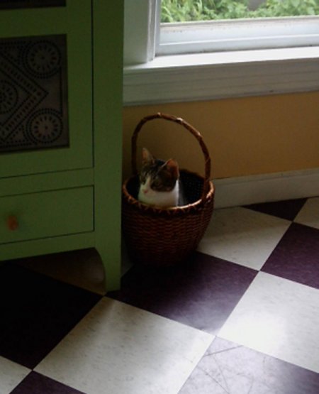 Cat in a basket