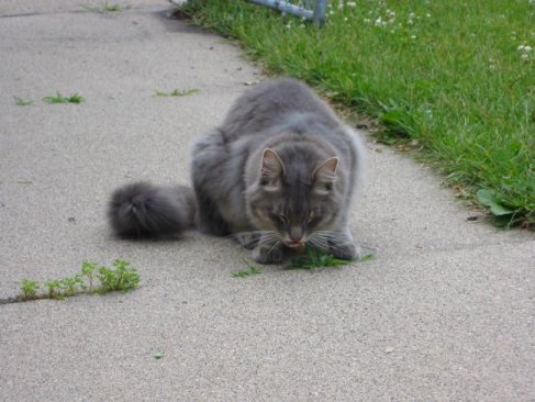 Calvin, munching on some grass