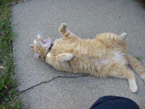 Rub my tummy!