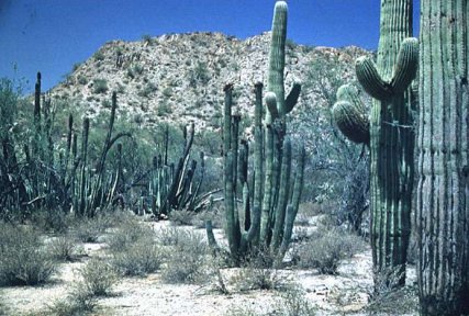 Snow on the cacti