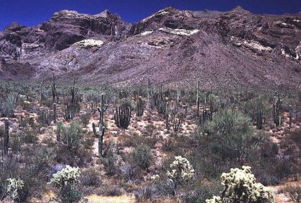 Purple landscape with cacti