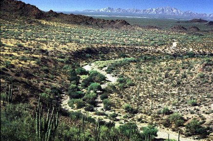 River bed with cacti