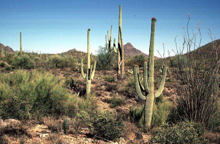 Tucson Mts. -- Scaguaroscape